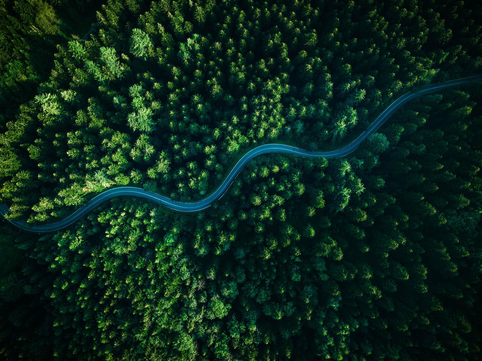 Forest road